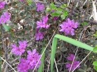 Azaleas at Savage River